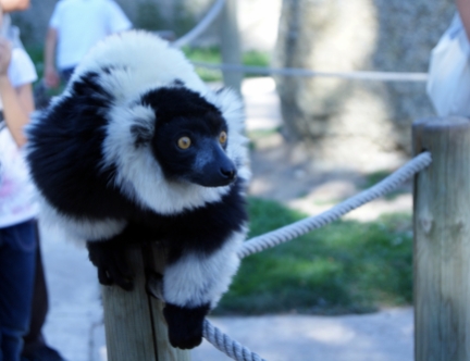 Lemur blanco y negro